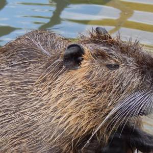 Wściekły bóbr terroryzował mieszkańców Szamocina? Niecodzienny finał interwencji strażaków [FOTO]